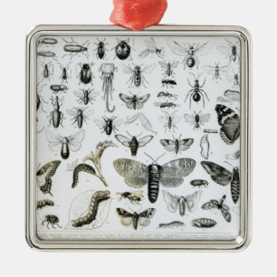 Ornement En Métal Entomologie