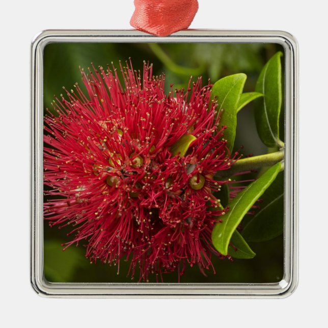 Ornement En Métal Fleur Pohutukawa, Dunedin (Devant)