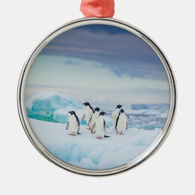 Ornement En Métal Glace et neige | Adelie Penguins Antarctique (Devant)