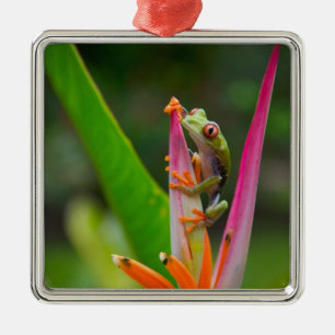 Ornement En Métal Grenouille aux yeux rouges, Costa Rica