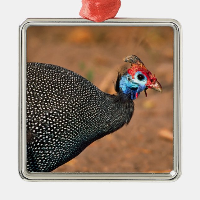 Ornement En Métal Helmeted Guinea Fowl (Numida meleagris). Afrique, (Devant)