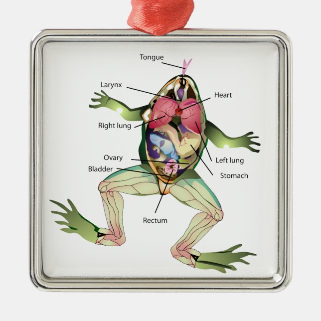 Ornement En Métal Illustration de l'anatomie de la grenouille (Devant)