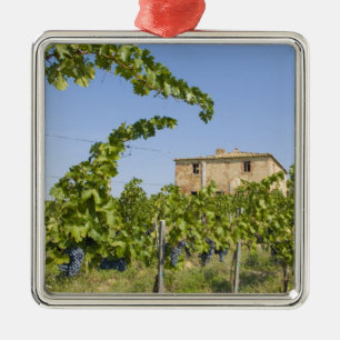Ornement En Métal Italie, Toscane, Montepulciano. Raisins prêts