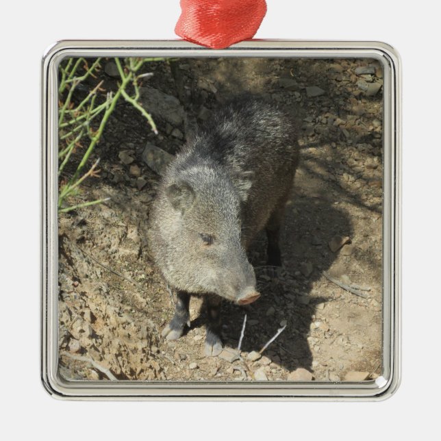Ornement En Métal Javelina (Devant)
