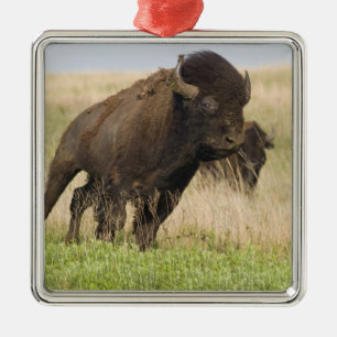 Ornement En Métal Jeune bison mâle fougueux à la Tallgrass