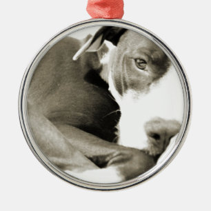 Ornement En Métal joli pit bull paresseux endormi