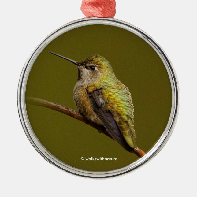 Ornement En Métal Le colibri d'Anna sur Trumpetvine écarlate (Devant)