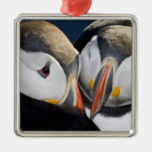 Ornement En Métal Le Puffin Atlantique, un oiseau marin pélagique