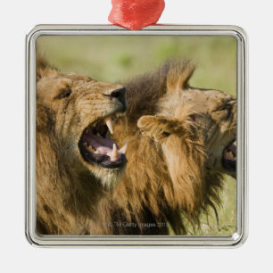 Ornement En Métal Lions masculins hurlant, un plus grand