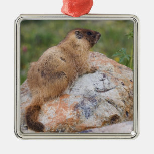 Ornement En Métal Marmotte à ventre jaune, Marmota flaviventris,
