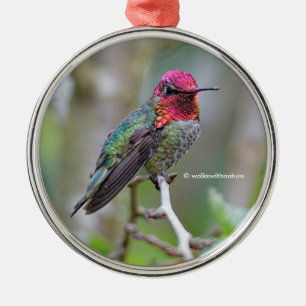 Ornement En Métal Merveilleux colibri d'Anna masculine sur le prunie