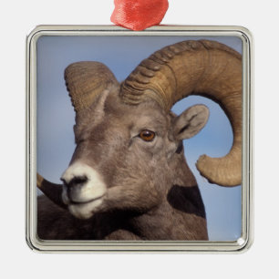 Ornement En Métal mouflon canadien, mouflon d'Amérique, Ovis canaden