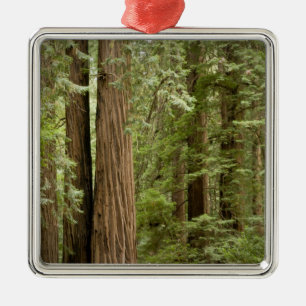 Ornement En Métal Muir Woods National Monument, Nord