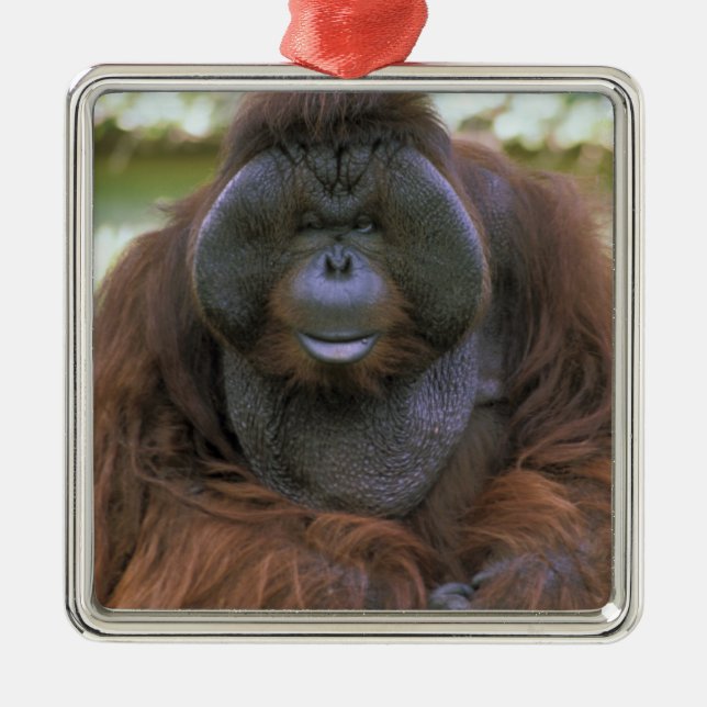 Ornement En Métal Orang-outan Pongo Pygmaeus (Devant)