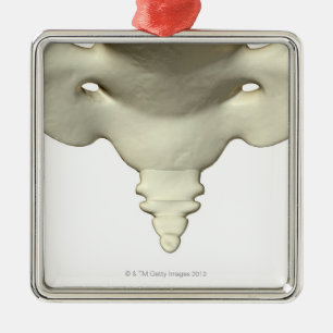 Ornement En Métal Os de l'os de queue