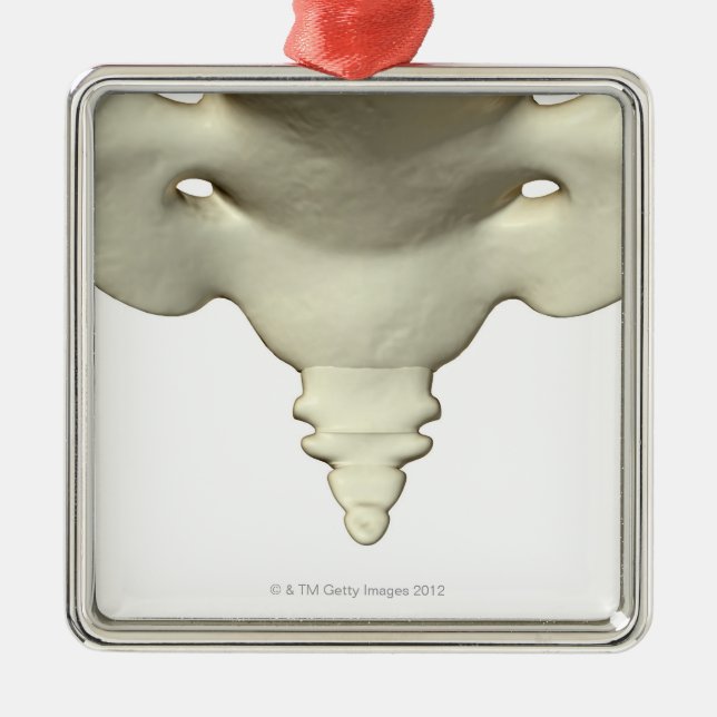 Ornement En Métal Os de l'os de queue (Devant)