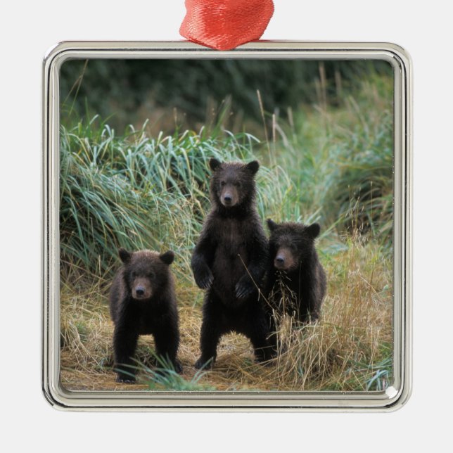 Ornement En Métal ours brun, Ursus arctos, grizzli, Ursus 7 (Devant)