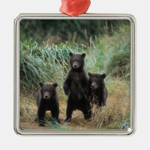 Ornement En Métal ours brun, Ursus arctos, grizzly, Ursus 7
