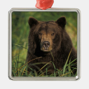 Ornement En Métal ours brun, Ursus arctos, grizzly, Ursus 9