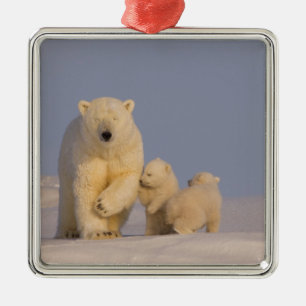 Ornement En Métal ours polaire, Ursus maritimus, semer avec nouveau-