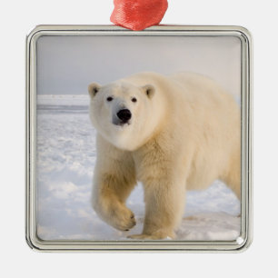Ornement En Métal ours polaire, Ursus maritimus, sur glace et neige,