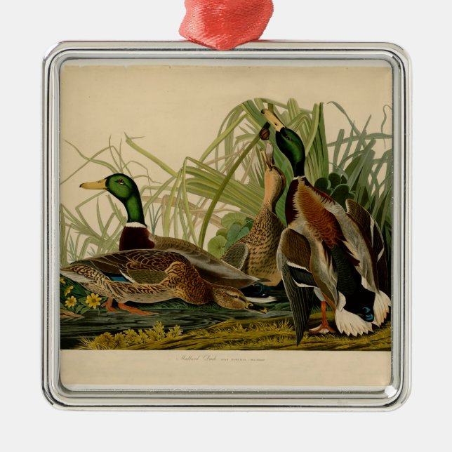 Ornement En Métal Peinture d'oiseaux de Mallard Duck Audubon (Devant)