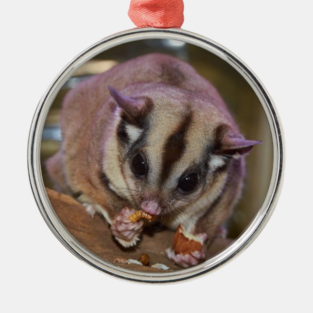 Ornement En Métal Pet Sugar Glider (Devant)