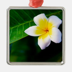 Ornement En Métal Photographie de fleurs de plumeria
