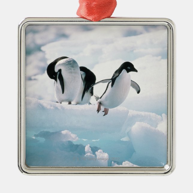 Ornement En Métal Pingouins d'Adelie (adeliae de pygoscelis) (Devant)