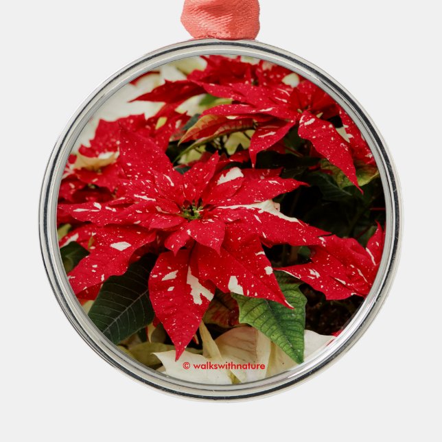 Ornement En Métal Poinsettias Festive Rouge Blanc Floral (Devant)