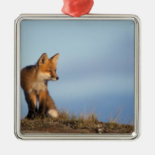 Ornement En Métal renard rouge, Vulpes vulpes