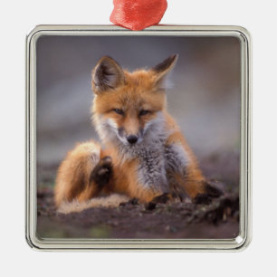 Ornement En Métal renard roux, Vulpes vulpes, petit se grattant,