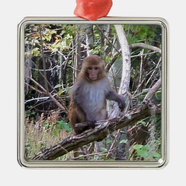 Ornement En Métal rhesus macaque (Devant)