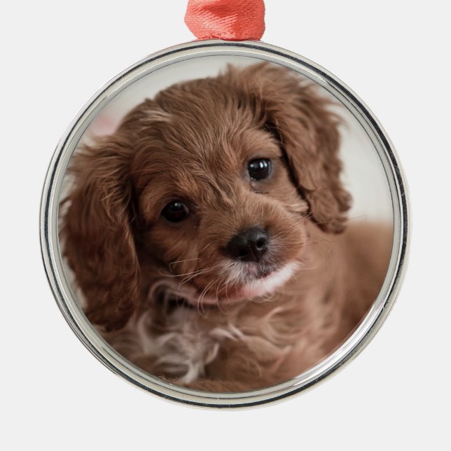 Ornement En Métal Ruby Cavapoo Chien chiot (Devant)