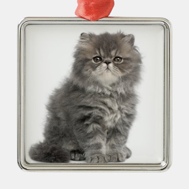 Ornement En Métal Séance persane de chaton (2 mois) (Devant)