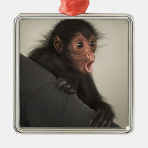 Ornement En Métal Singe araignée à face rouge Ateles paniscus)