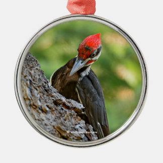 Ornement En Métal Stunning Portrait of Pileated Woodpecker on Tree