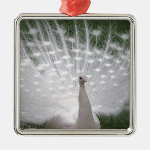 Ornement En Métal Superbe blanc Peacock ( Paon) plein plume