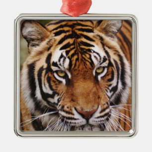 Ornement En Métal Tigre du Bengale, Panthera tigris