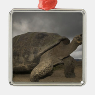 Ornement En Métal Tortue géante des Galapagos Geochelone