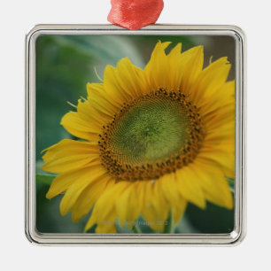 Ornement En Métal Tournesol