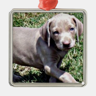 ORNEMENT EN MÉTAL "WEIMARANER PUPPY" ORNAMENT DE NOËL