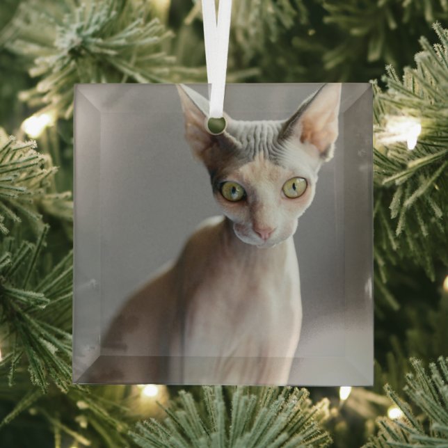 Ornement En Verre Animaux de bébés cutest | Chat Sphinx (Insitu)