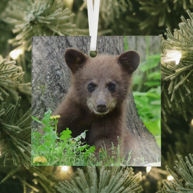 Ornement En Verre Animaux de bébés cutest | Cube d'ours Brown (Insitu)