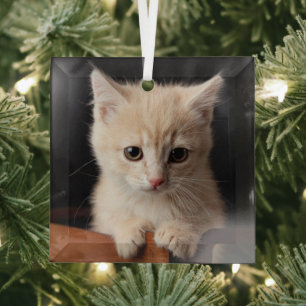 Ornement En Verre Animaux de bébés cutest   Ginger Kitten
