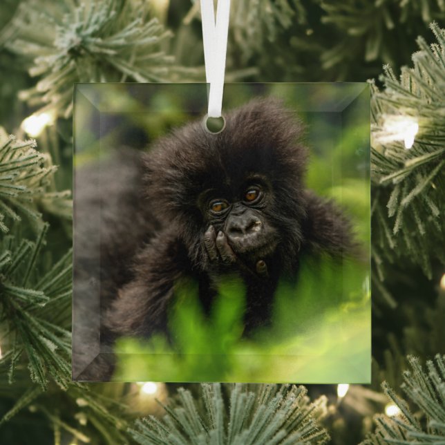 Ornement En Verre Animaux de bébés cutest | Gorille des Montagnes In (Insitu)
