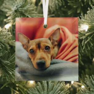 Ornement En Verre Animaux de bébés cutest   Miniature Pinscher