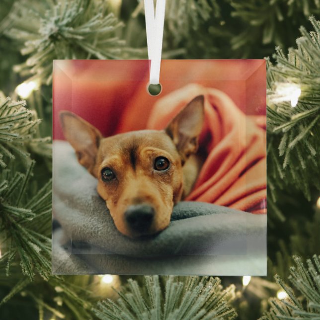 Ornement En Verre Animaux de bébés cutest | Miniature Pinscher (Insitu)