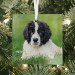 Ornement En Verre Animaux de bébés cutest Newfoundland Puppy