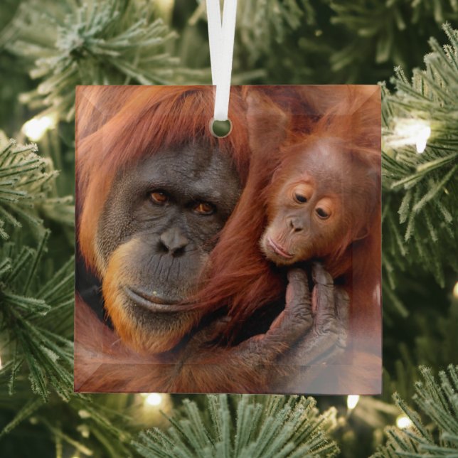 Ornement En Verre Animaux de bébés cutest | Orangutan Maman & Baby (Insitu)